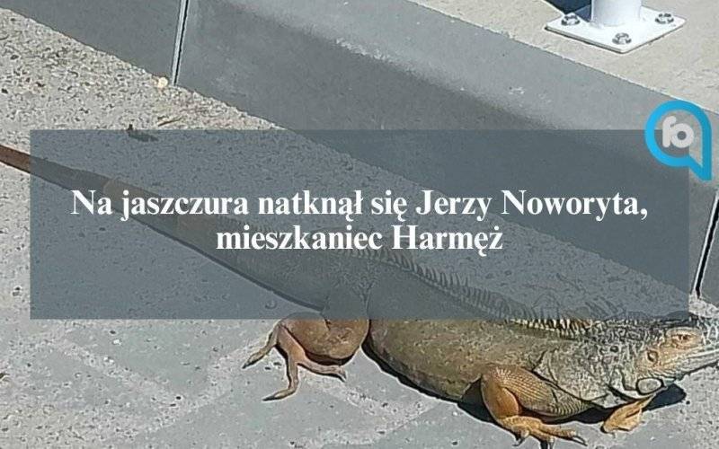 Gad znaleziony w Brzezince, to legwan – AKTUALIZACJA