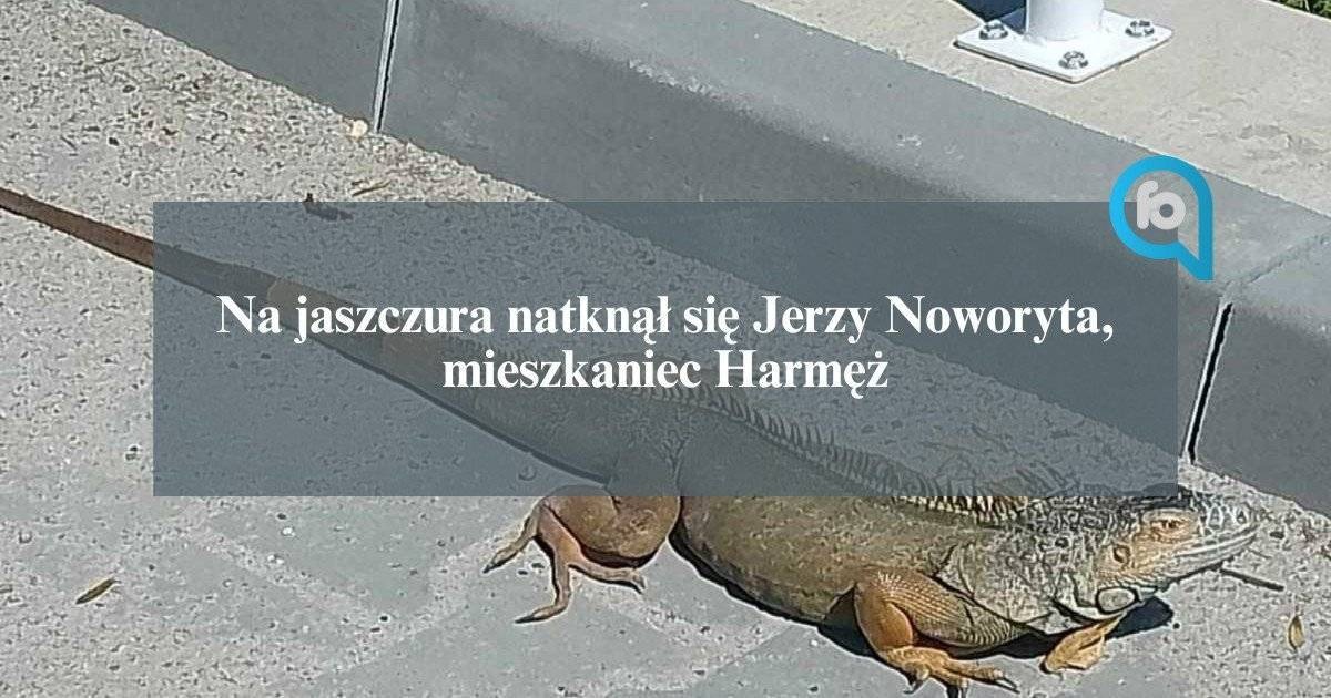 Gad znaleziony w Brzezince, to legwan – AKTUALIZACJA