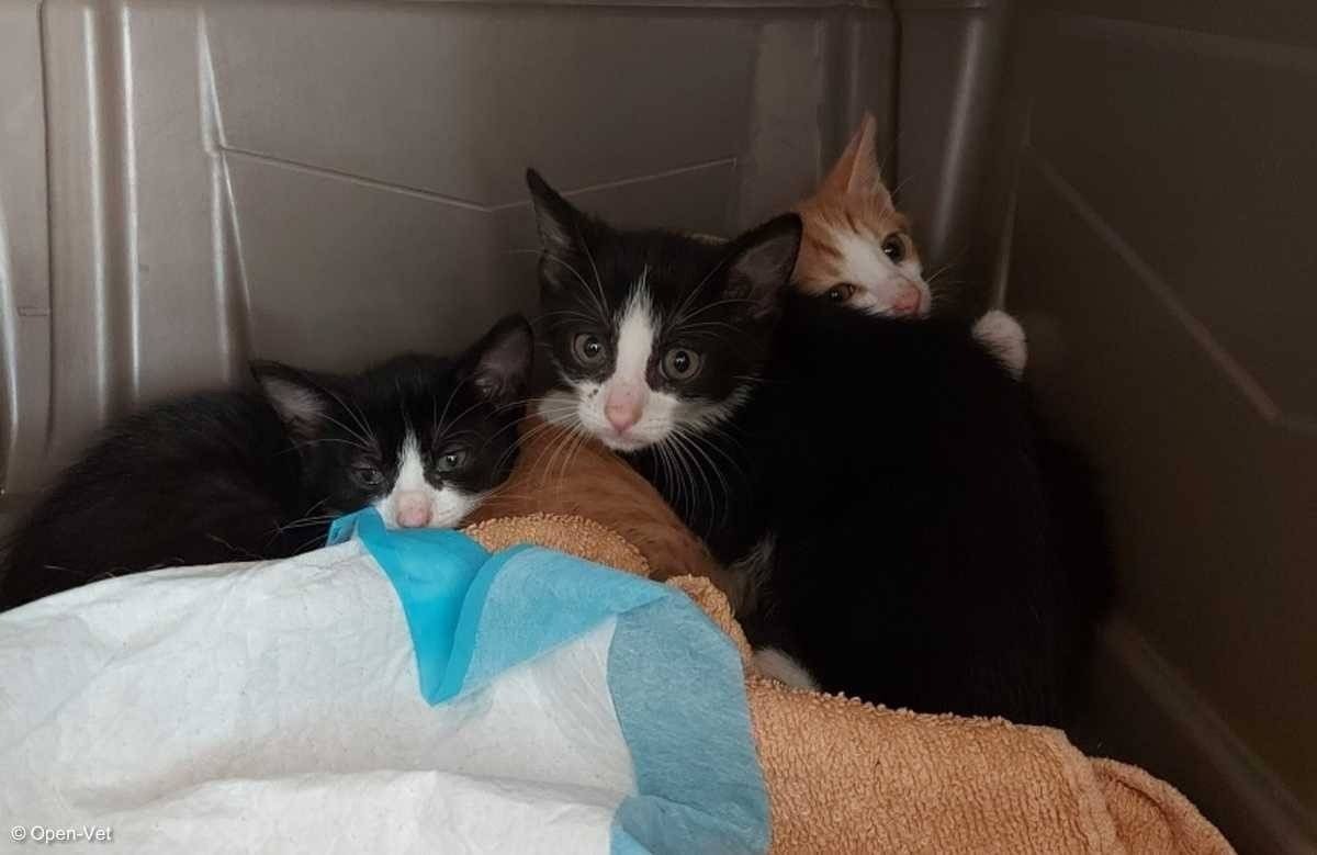 Kociaki szukają domów