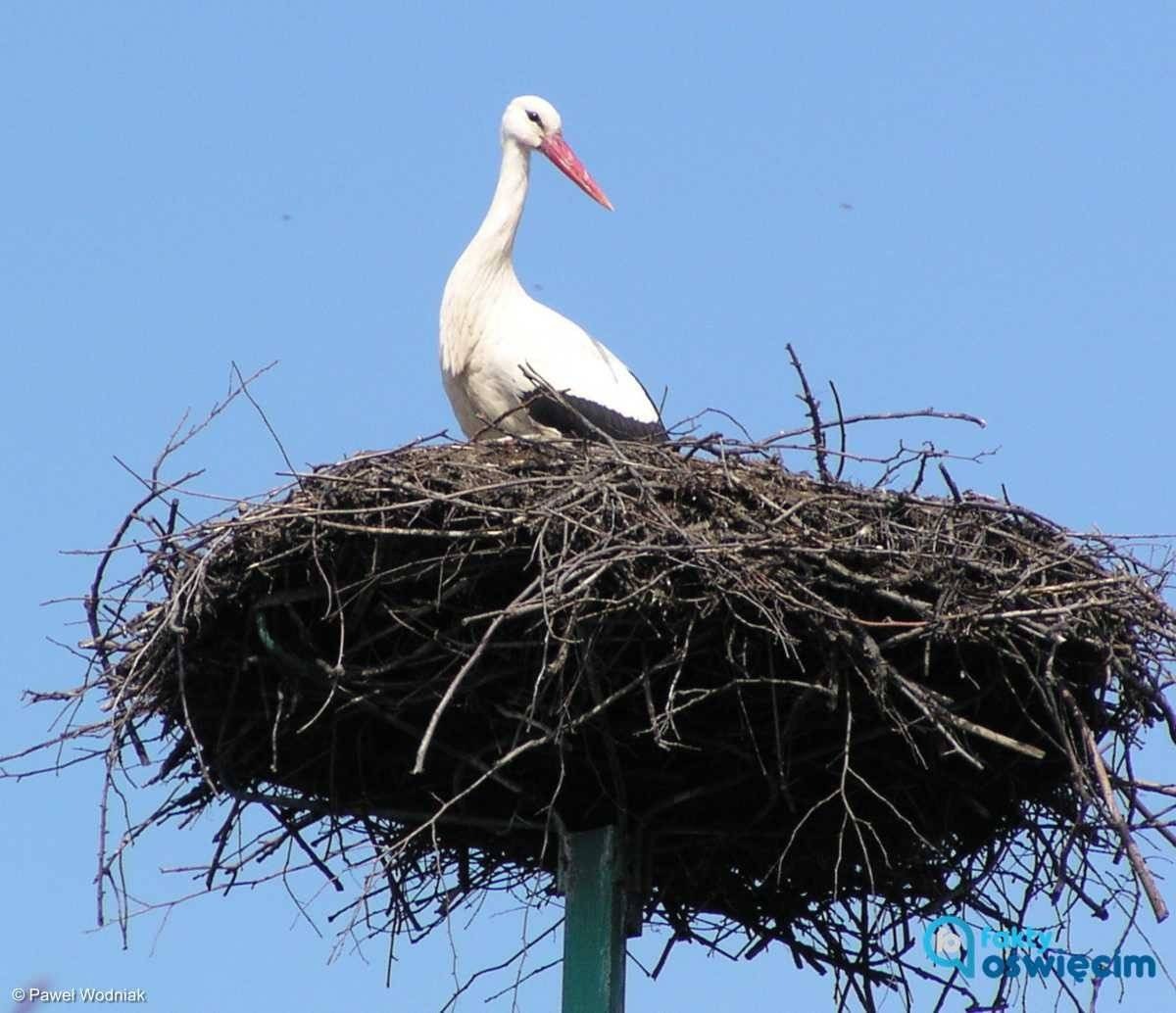Ptasia grypa u bocianów w Przeciszowie