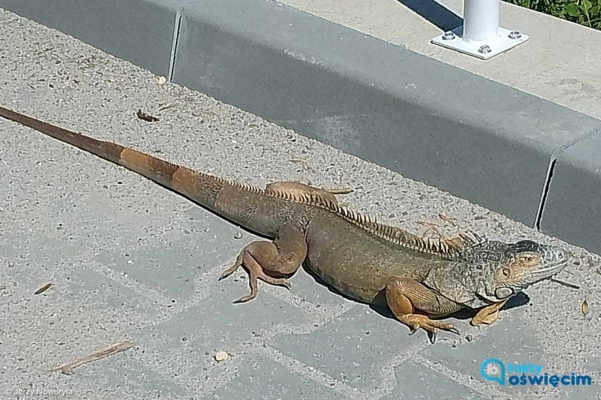 Legwan złapany. Jaszczurka wróciła do właściciela