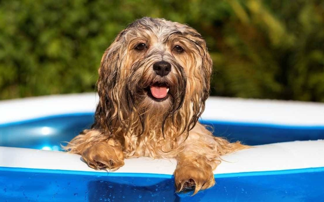 Przypominamy: Jak dbać o zwierzęta w czasie upałów? 