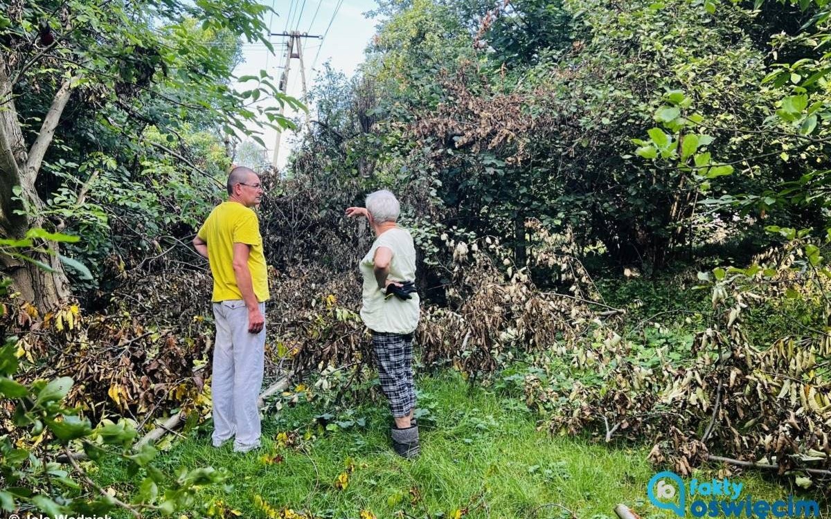 Włamali się na posesję i zniszczyli drzewa. W imieniu Tauronu – FILM