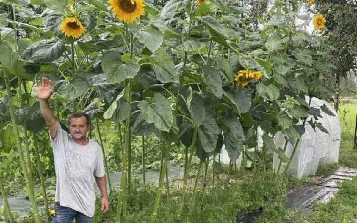 Ponad czterometrowe słoneczniki w Kętach – FOTO
