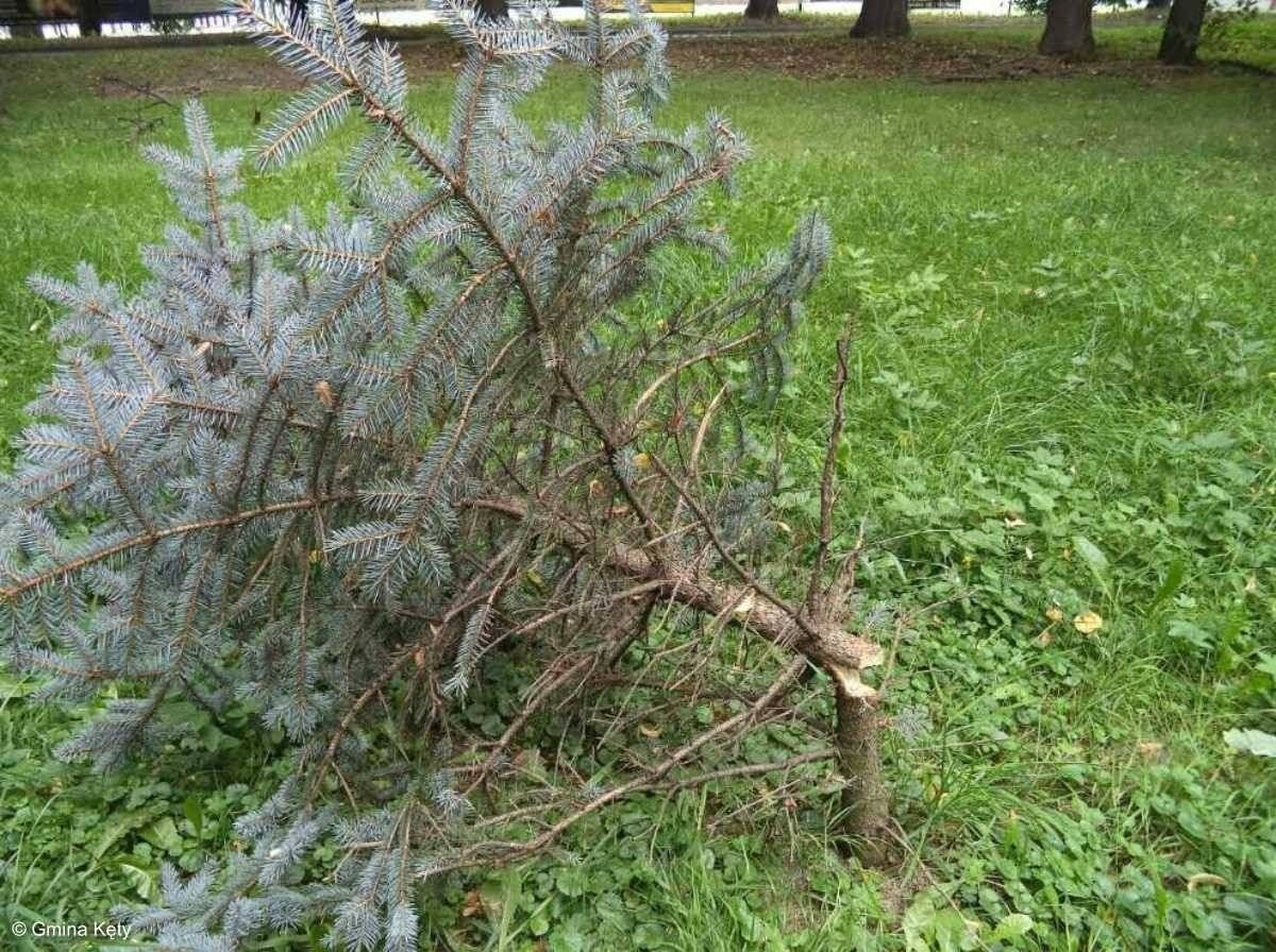 Komuś przeszkadzały młodziutkie drzewa – FOTO