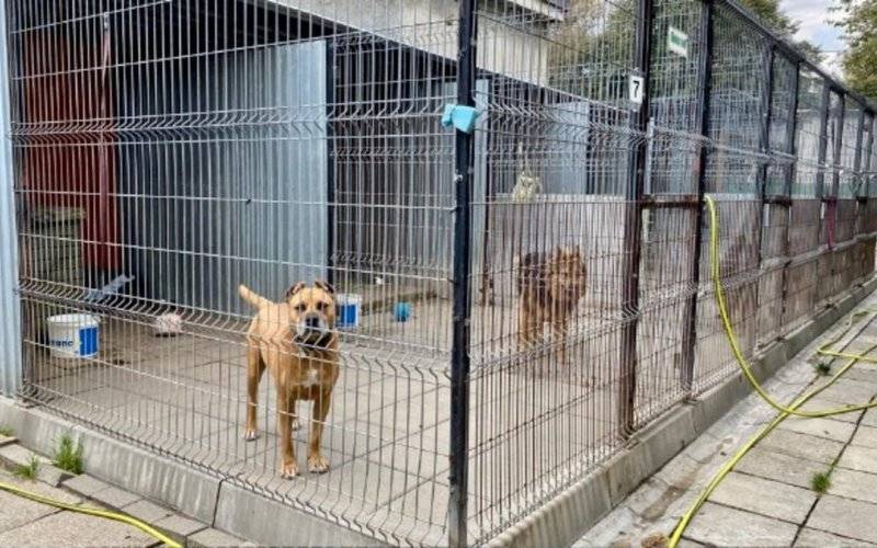 OTOZ Animals kończy opiekę nad schroniskiem
