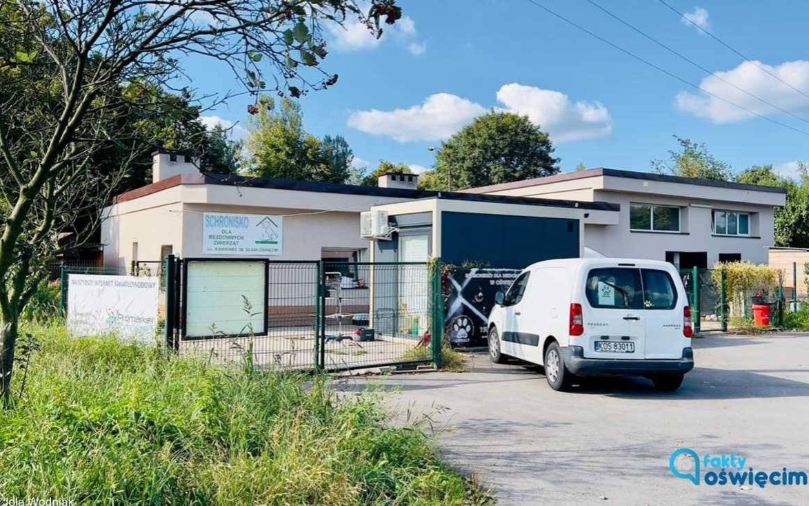 Miasto przejmie opiekę nad bezdomnymi zwierzętami