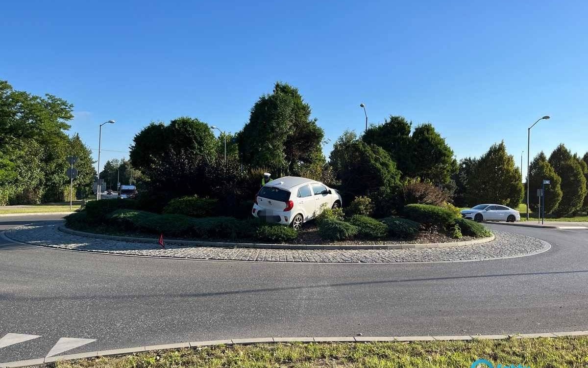 Wjechał na rondo i utknął w krzewach – FOTO