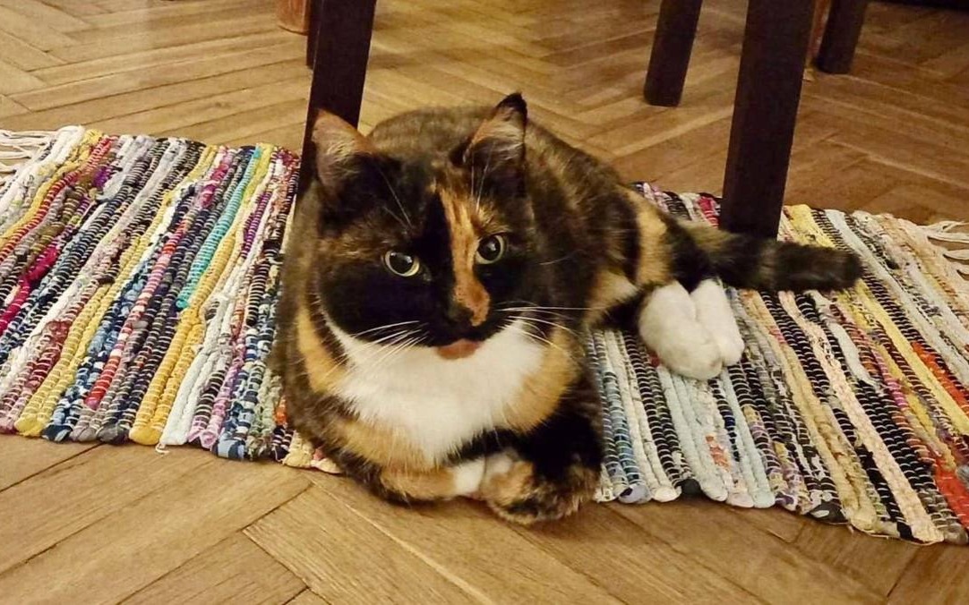 Kto przygarnie Fizdejkę? – FOTO