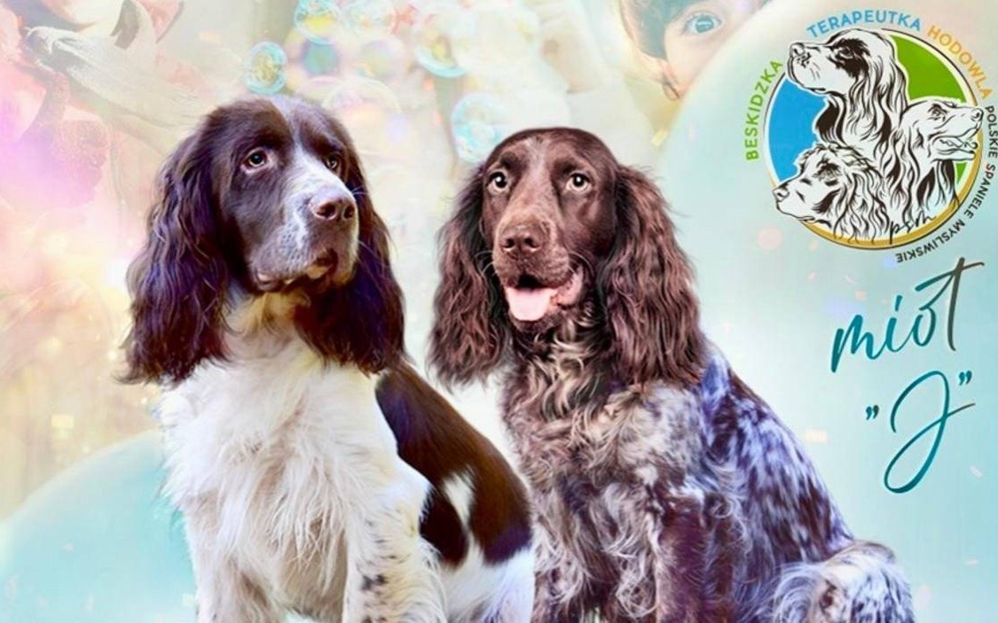 Dogoterapia, czyli zajęcia z psem dla dzieci