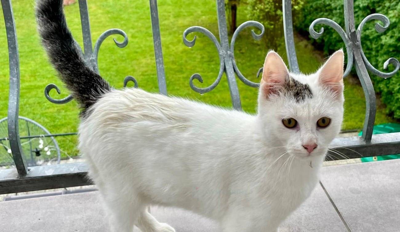 Młody kotek szuka domu – AKTUALIZACJA