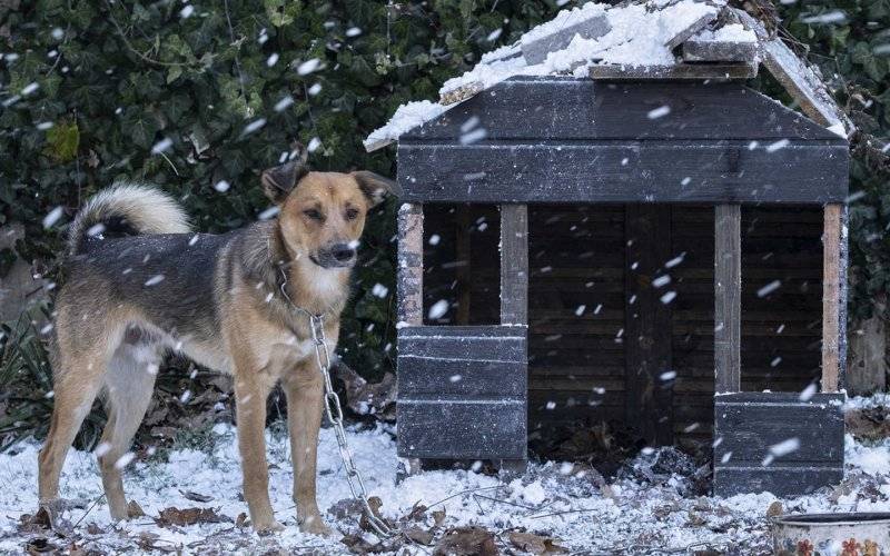 Nadchodzi silny mróz. Zadbaj o zwierzęta – FILM