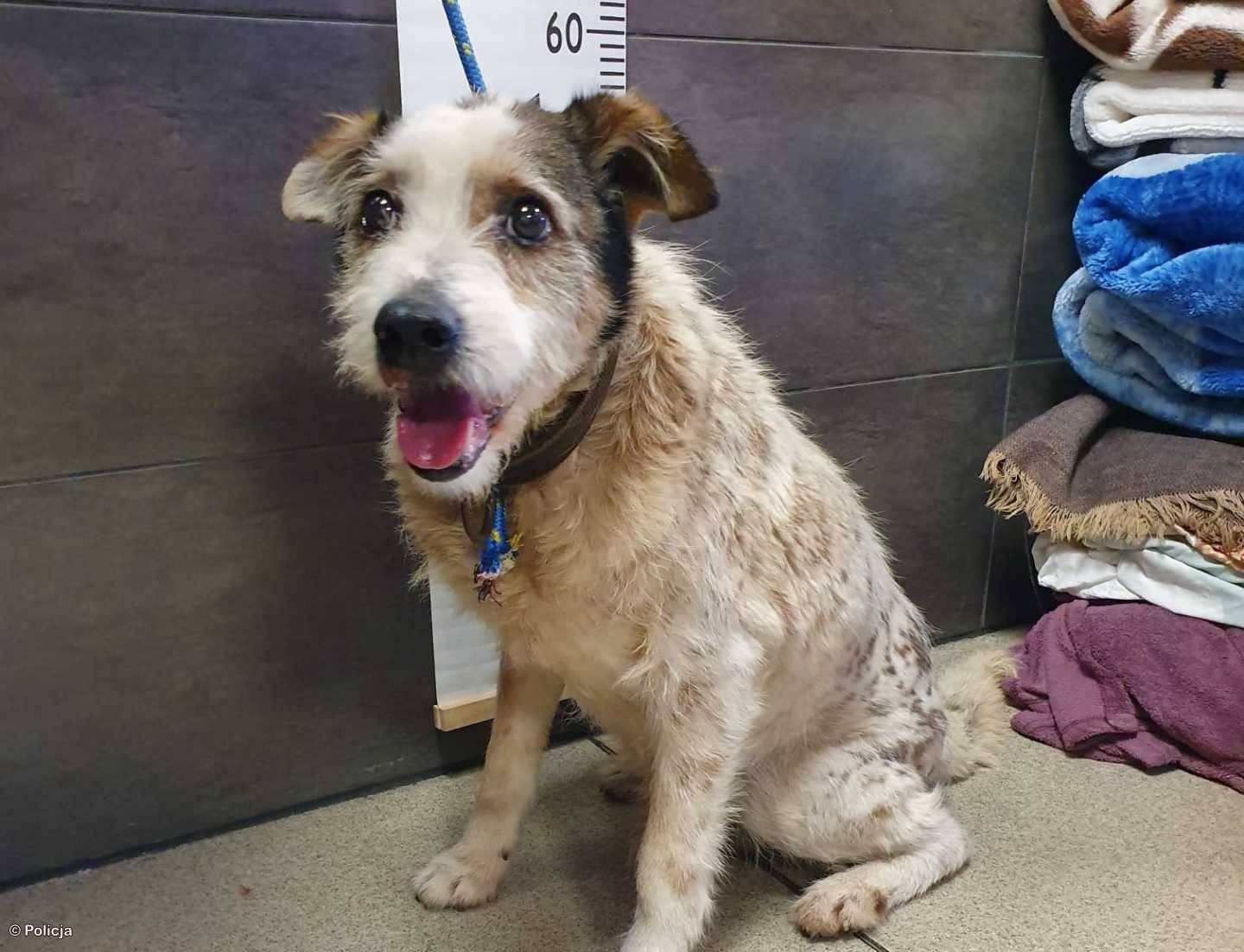 Ratują nie tylko ludzi. Zziębnięty pies trafił do schroniska