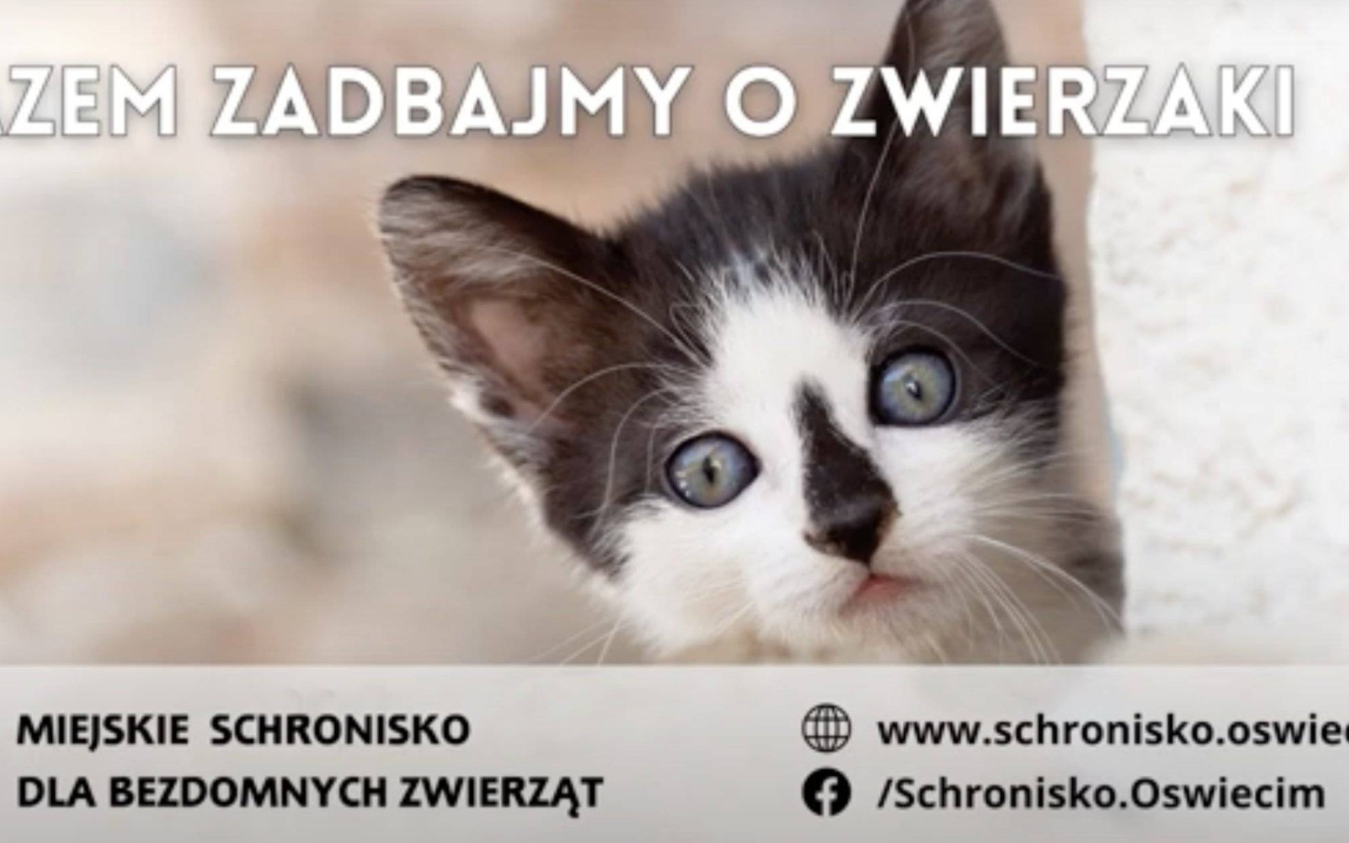 Oświęcimskie Wieści z ratusza – FILM