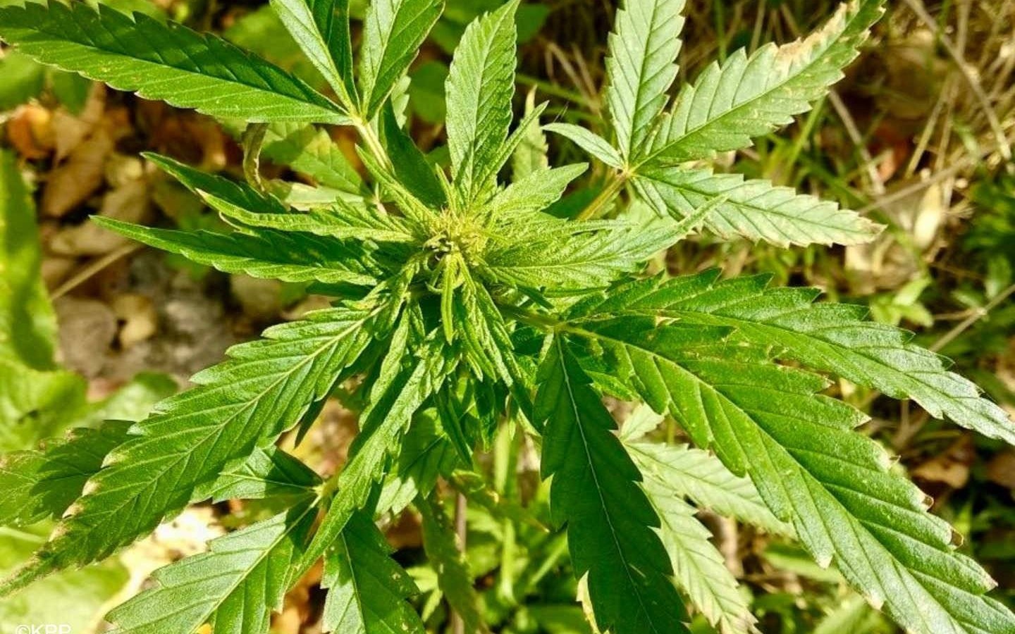 Dzielnicowy zatrzymał mężczyznę za uprawę konopi