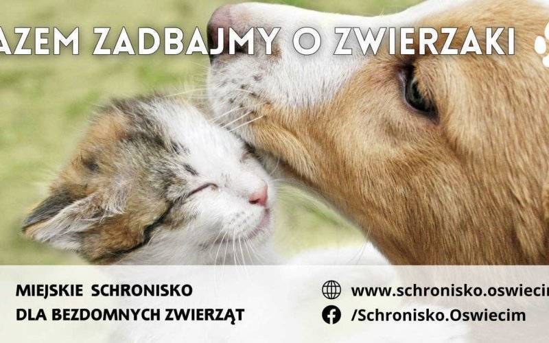 Nowa kampania miejska: Razem zadbajmy o bezdomne zwierzęta