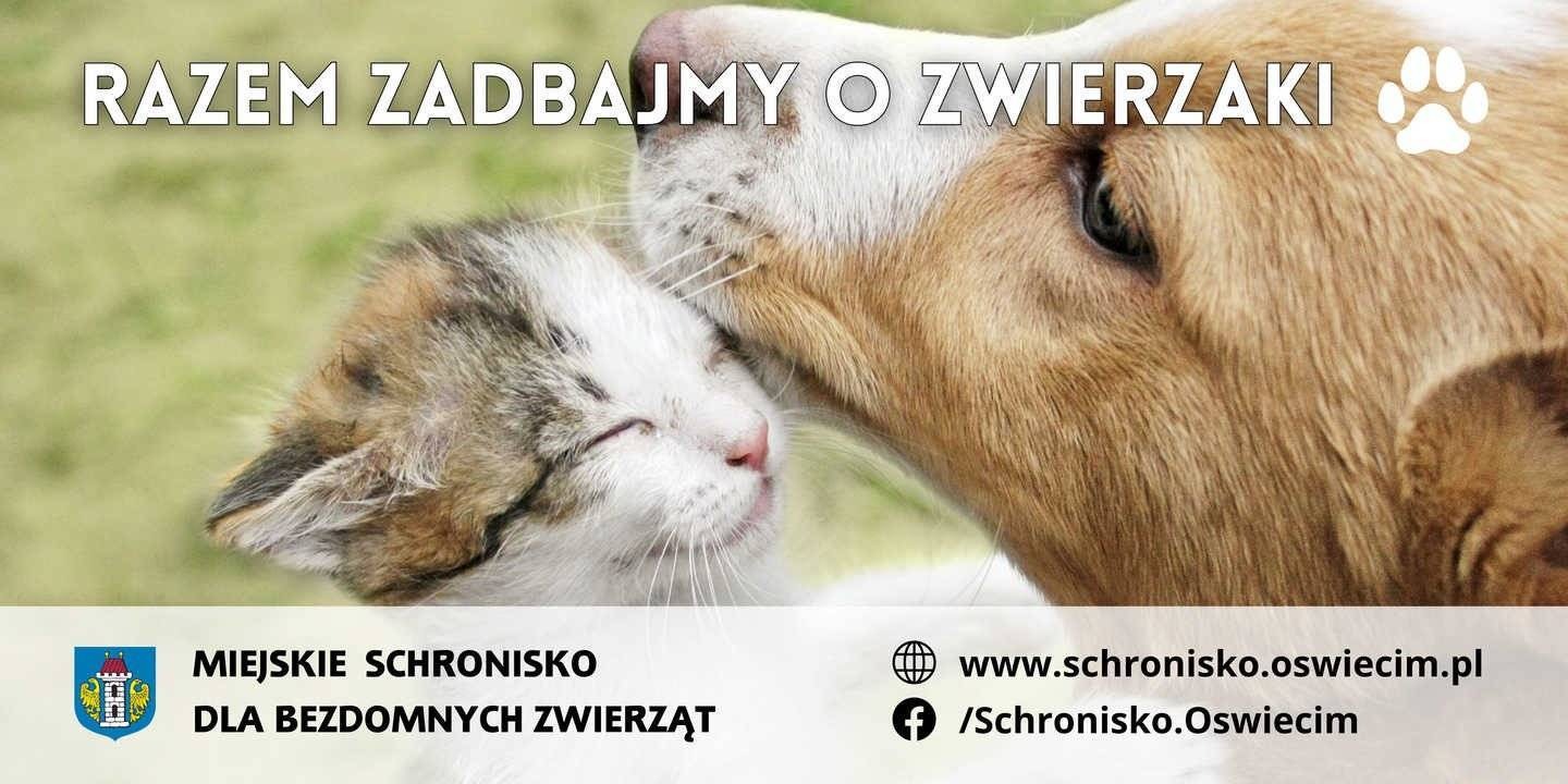 Nowa kampania miejska: Razem zadbajmy o bezdomne zwierzęta