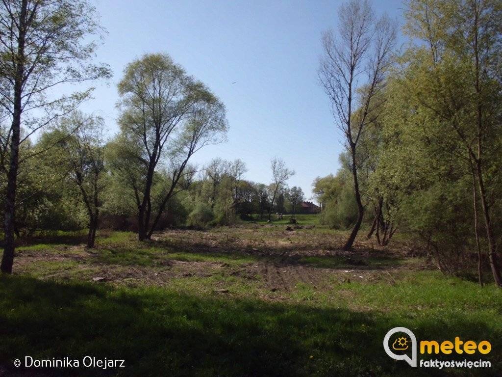 Zimowe uderzenie ciepła. Prognoza pogody na najbliższe dni