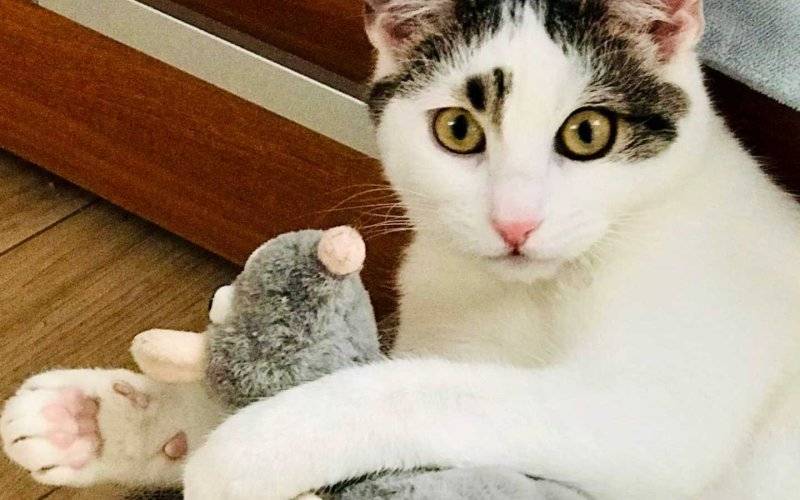 Adopcja na Dzień Kota: Mruczący przyjaciele czekają na domy – FOTO