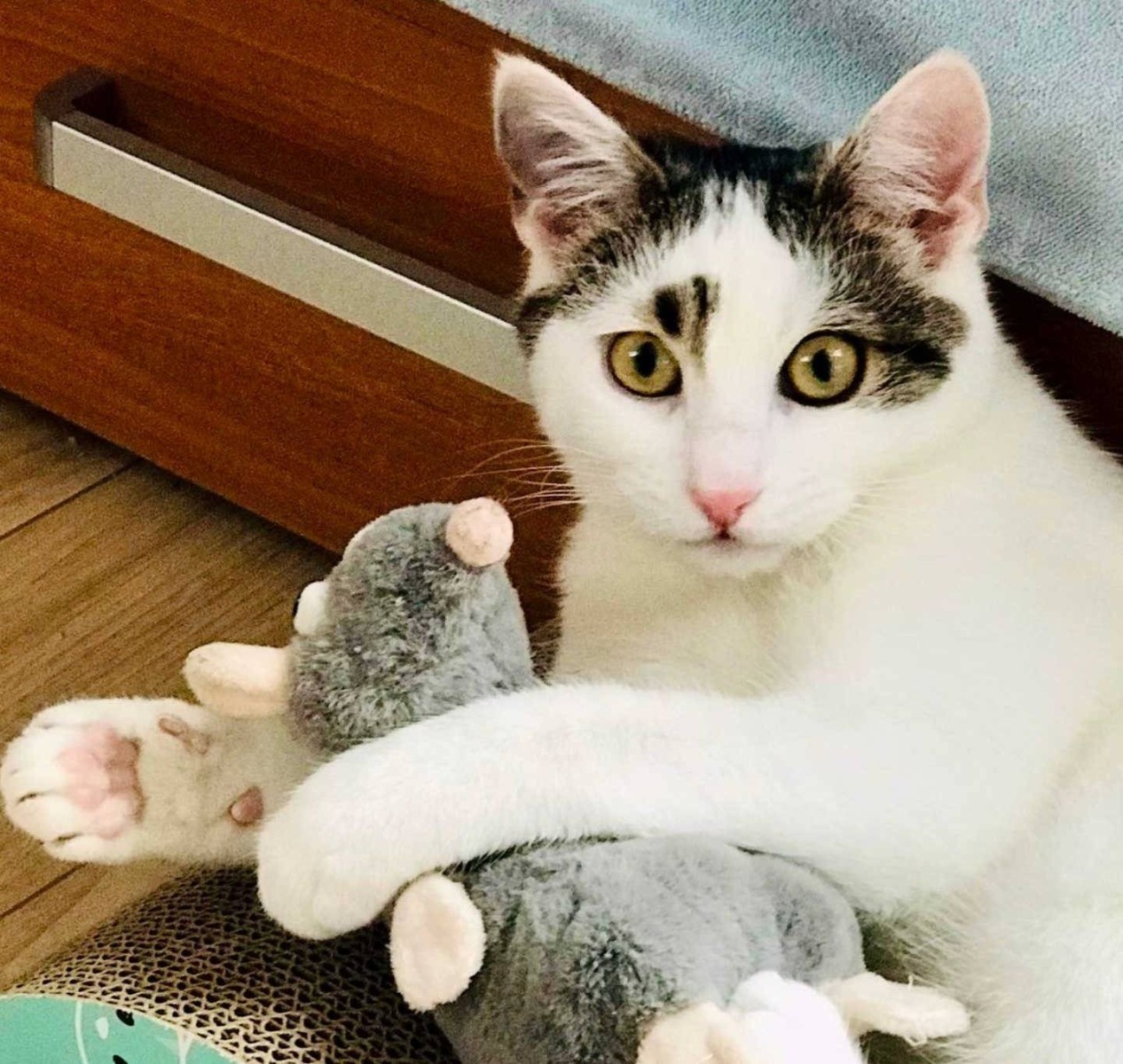 Adopcja na Dzień Kota: Mruczący przyjaciele czekają na domy – FOTO