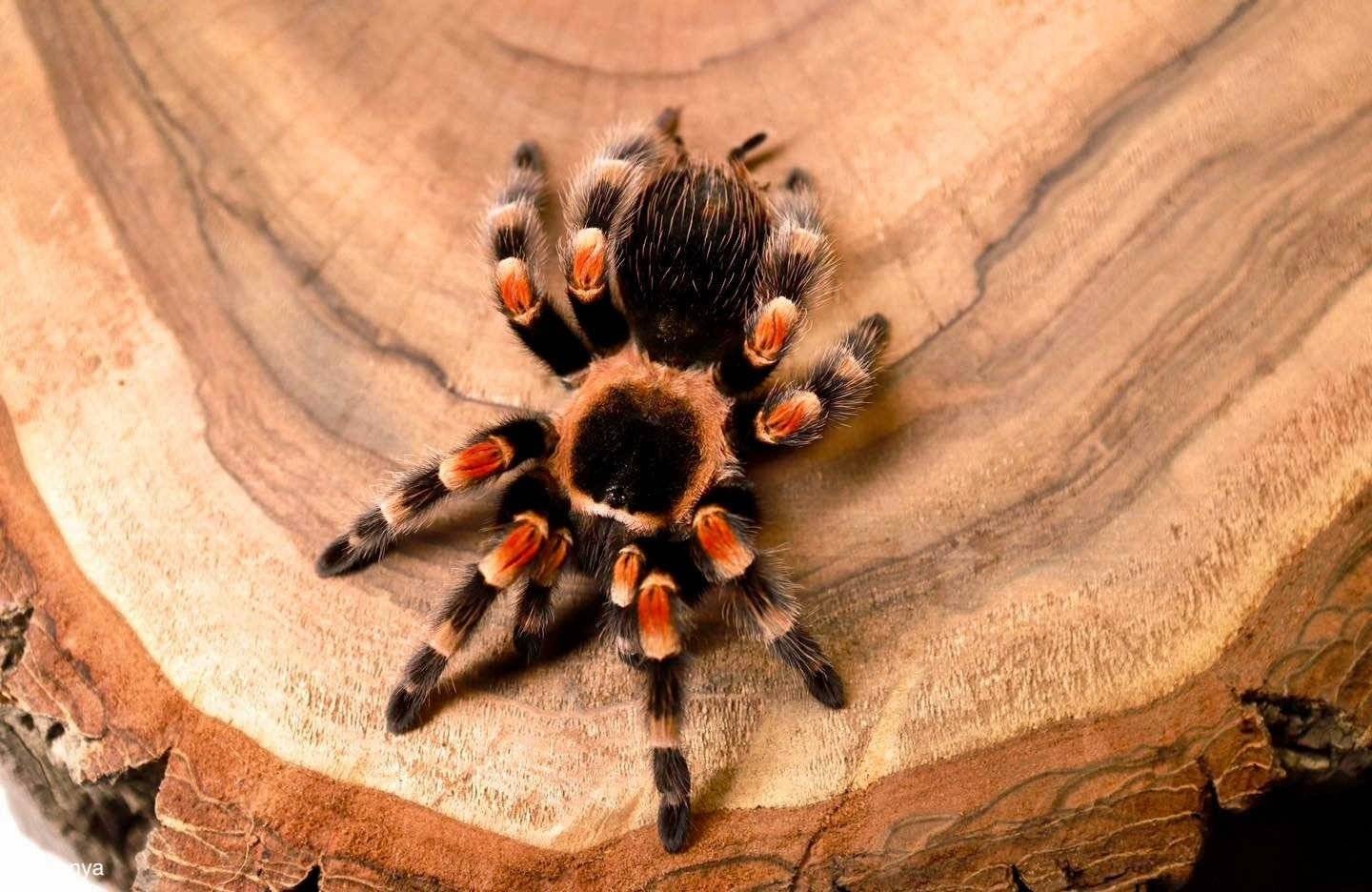 Wystawa, która przyprawi cię o gęsią skórkę – FOTO