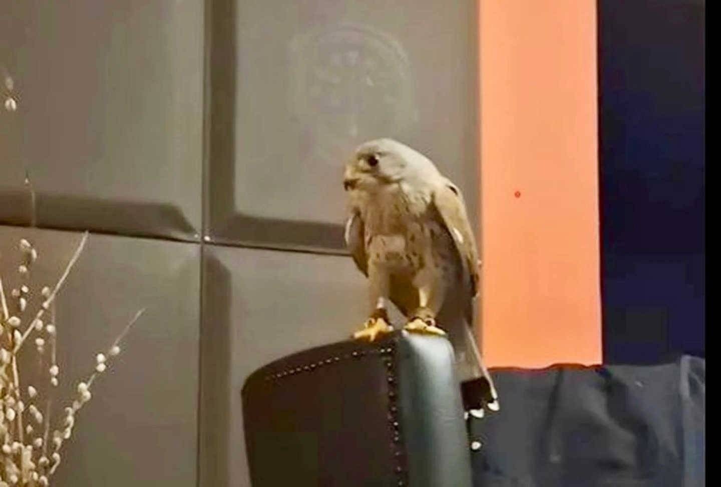 Poszukiwania Hektora: Zaginęła oswojona pustułka – FILM