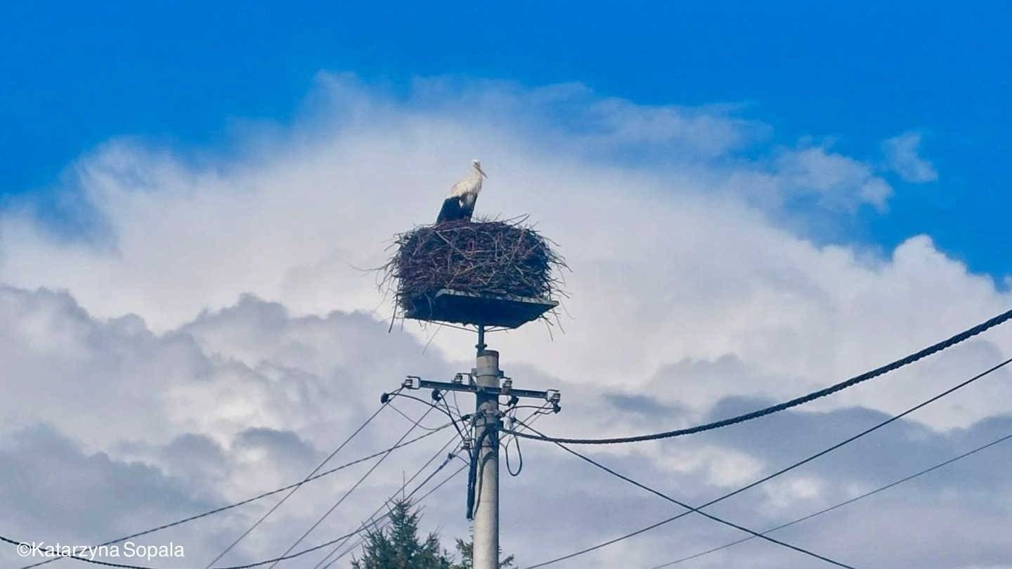 Pierwsze boćki zawitały do powiatu
