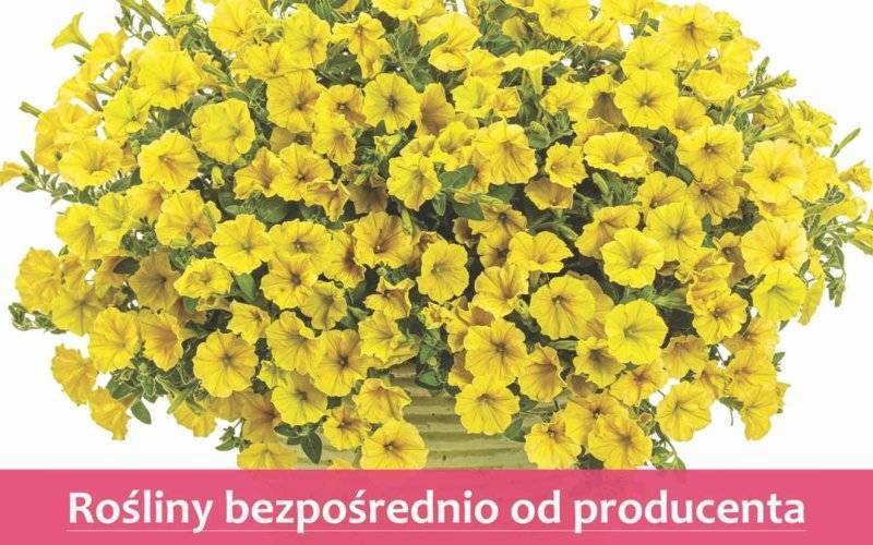 Zielono mi. Nowy sklep Plantpolu kusi kwiatami i ziołami – FOTO