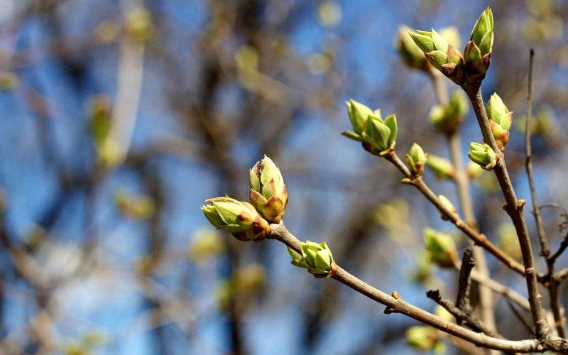 Ostrzeżenie przed przymrozkami. Temperatura spadnie poniżej zera