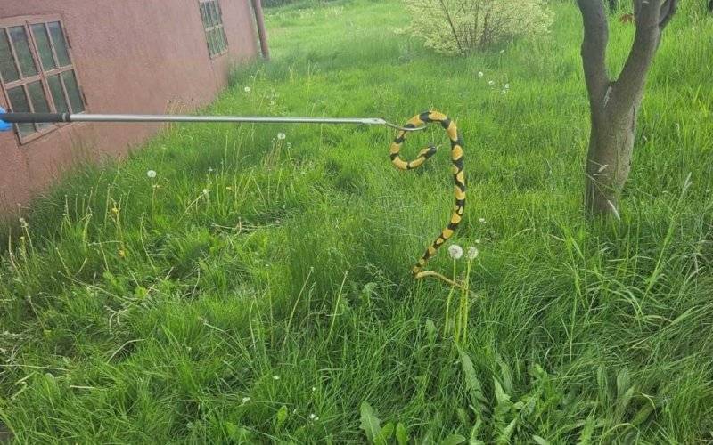 Wąż wygrzewał się w słońcu i straszył mieszkańców – FOTO