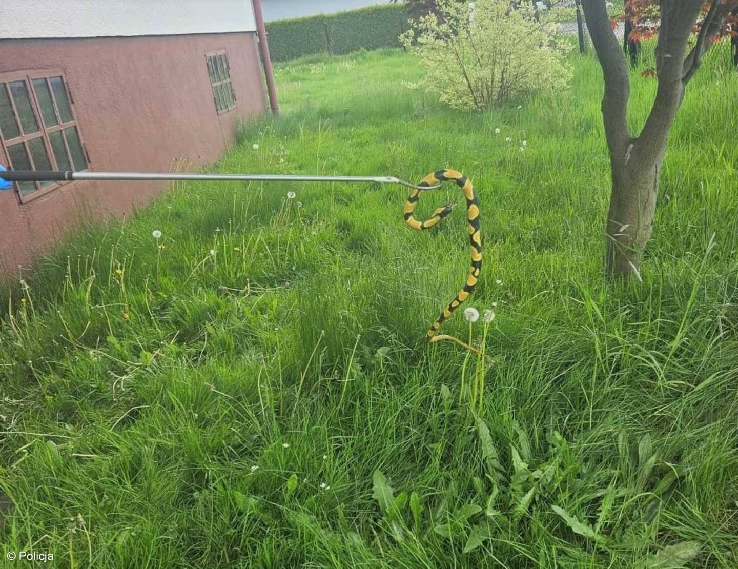 Wąż wygrzewał się w słońcu i straszył mieszkańców – FOTO