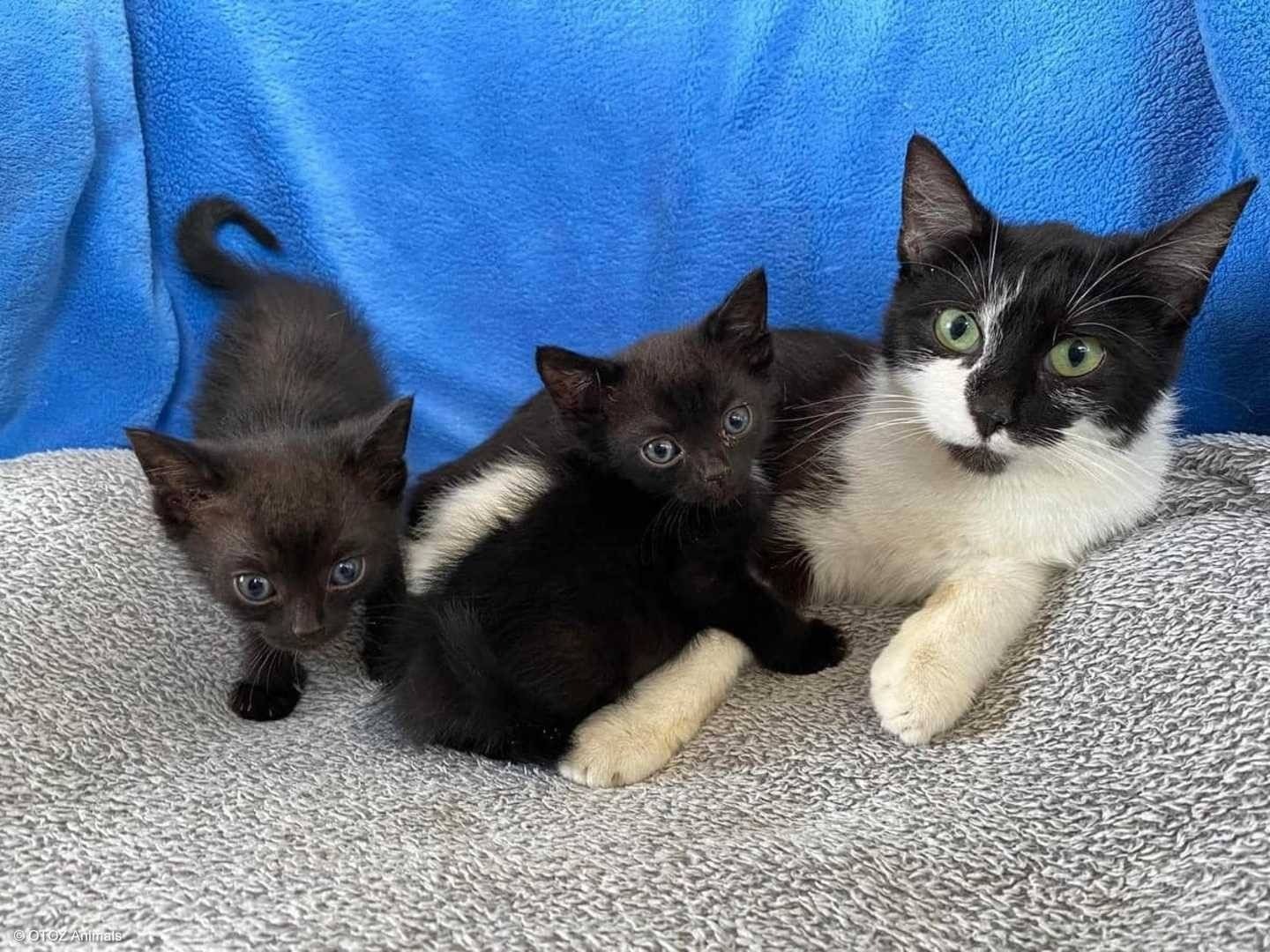 Rok więzienia i zakaz posiadania zwierząt za znęcanie się nad kotami