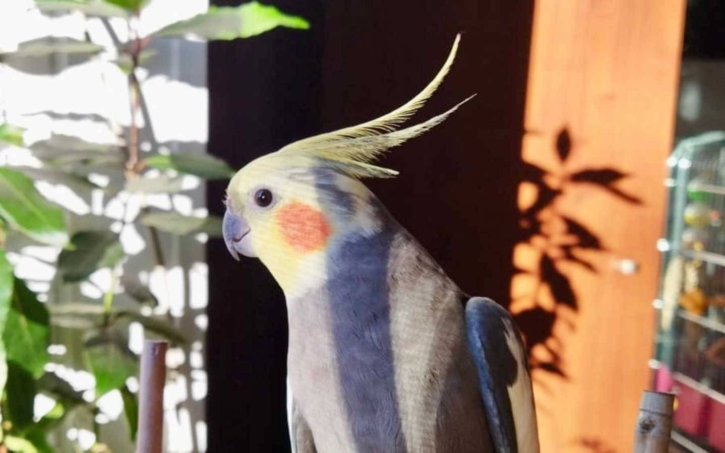 Ucieczka Poldka: Zaginiona papuga nimfa w Oświęcimiu