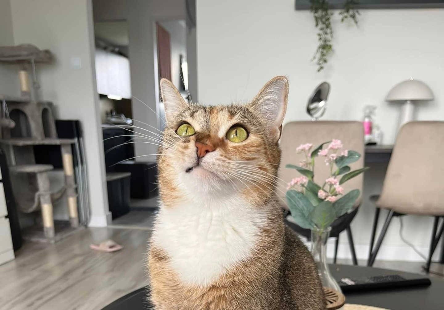 Ktoś widział Misię? – AKTUALIZACJA. Kotka jest już w domu