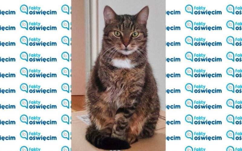 Pomóżcie odnaleźć Czubakę, trójnogiego kocura – FOTO