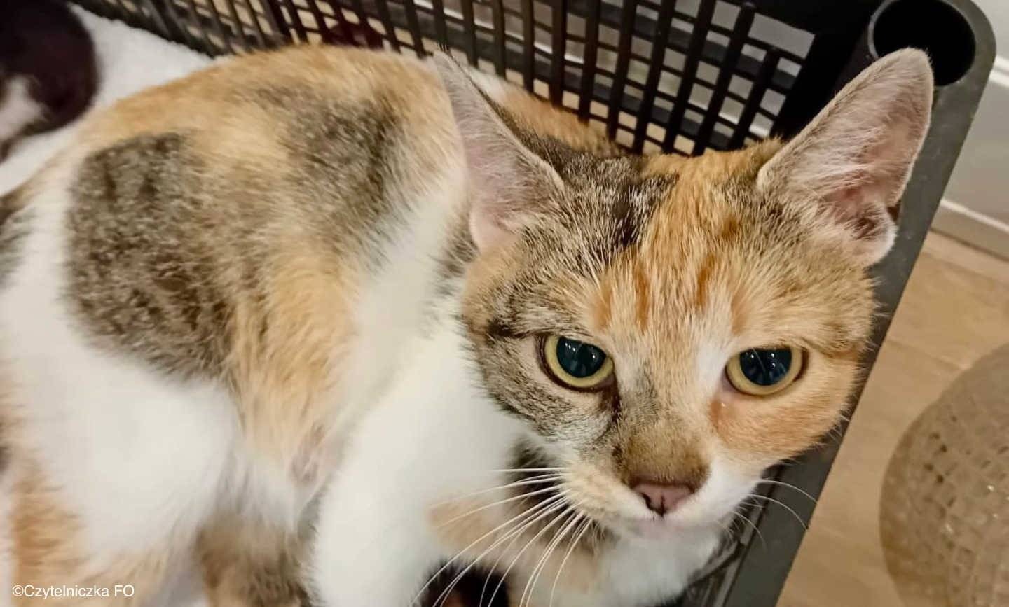 Znaleziona ciężarna kotka na Zasolu. Szukamy właściciela