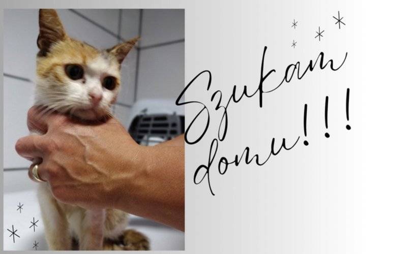Urocza kotka szuka nowego domu. Adopcja w Kętach