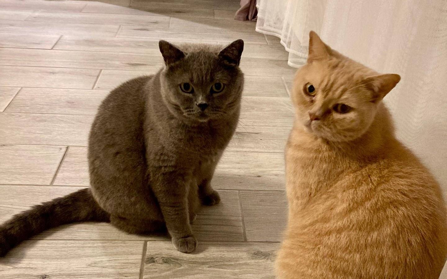 Przyjmij pod swój dach Guliwera, kot brytyjski do adopcji