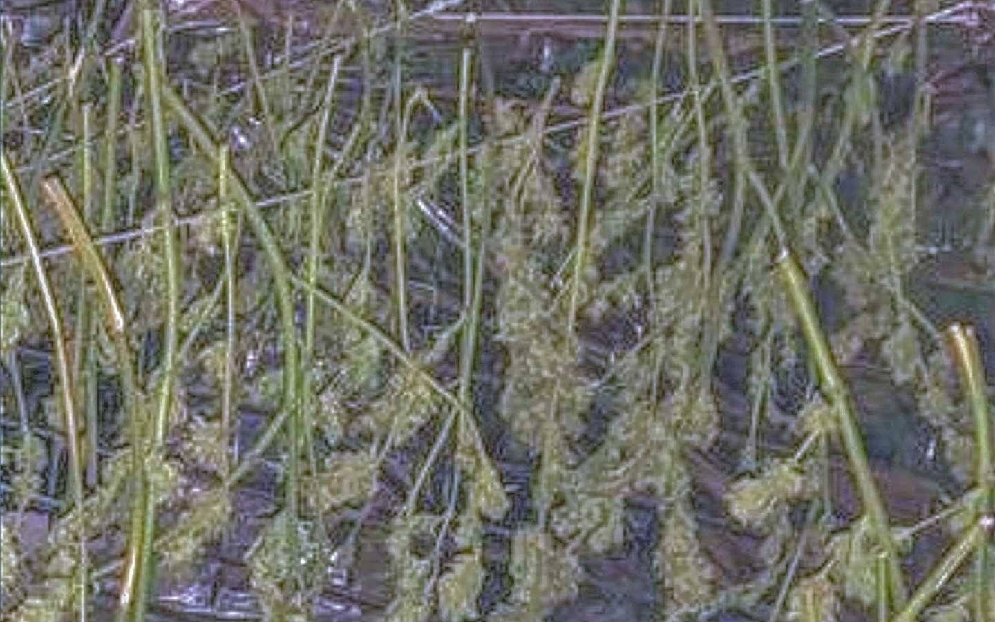 Prawie cztery kilogramy konopi indyjskich