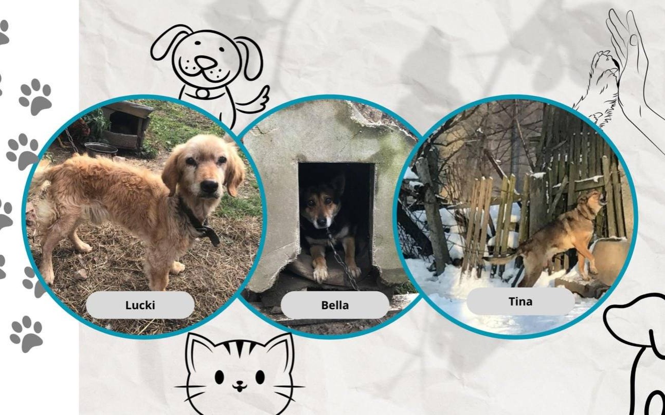 Walczą o nowelizację ustawy o ochronie zwierząt. Podpisz petycję