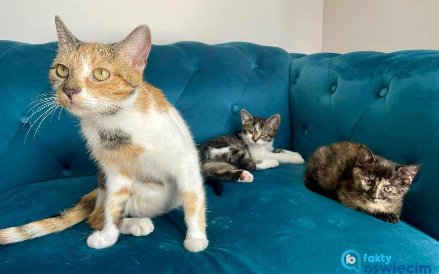 Urocze kociaki szukają domu. Poznaj Tori, Plamkę i Iskierkę – FILM