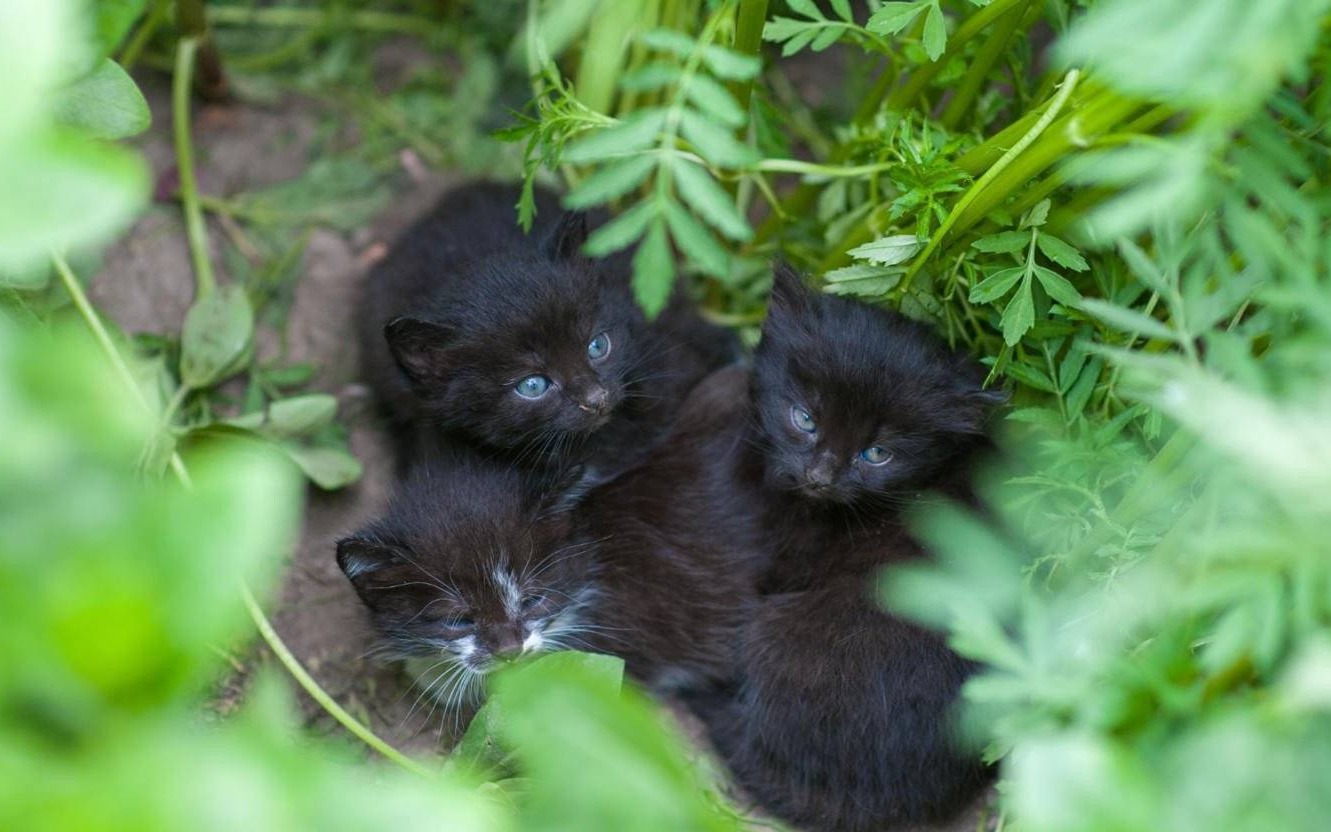 Wójt Przeciszowa ostrzega: Porzucanie zwierząt to przestępstwo