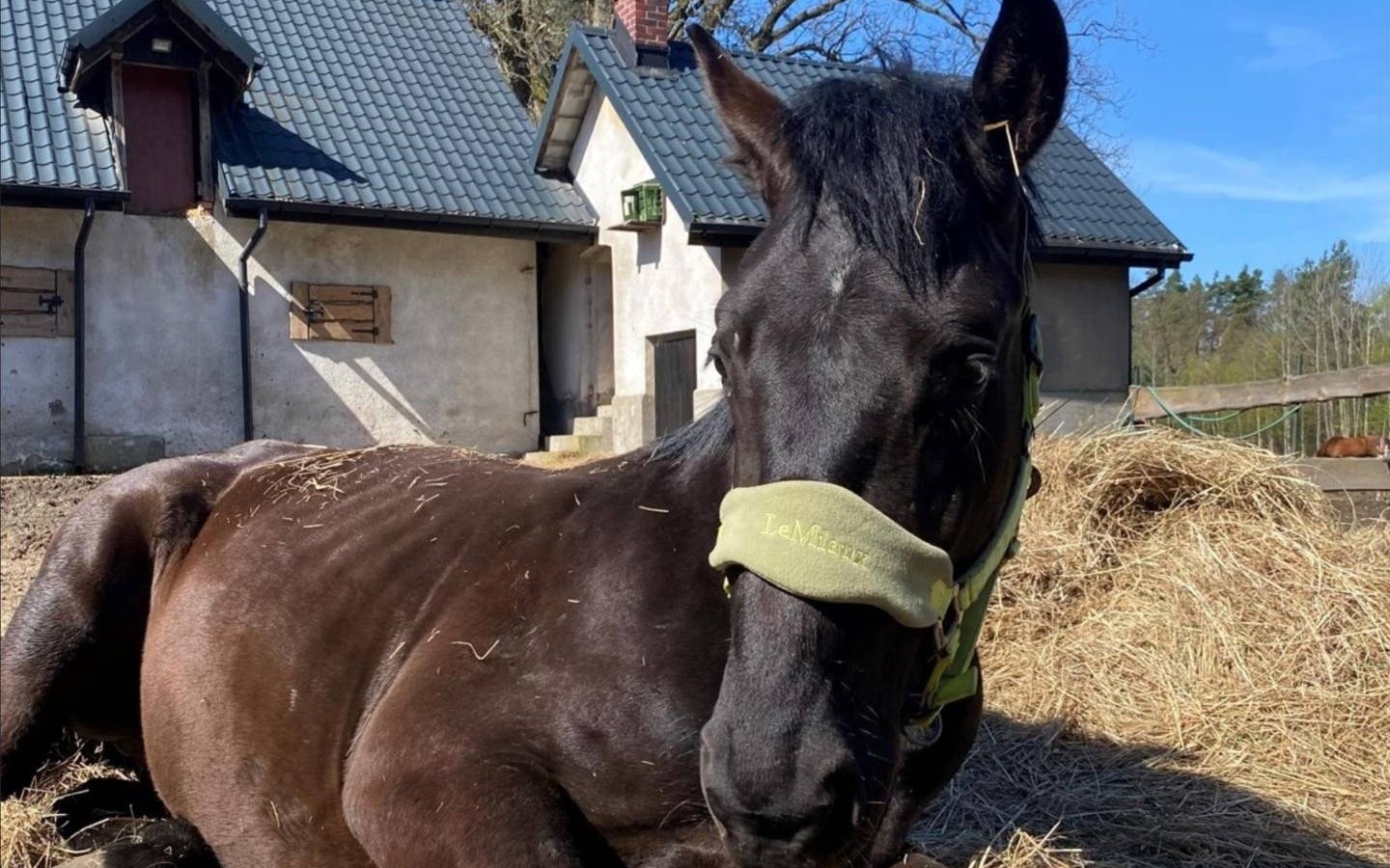 Sąd skazał mieszkańca Broszkowic za znęcanie się nad koniem – FOTO