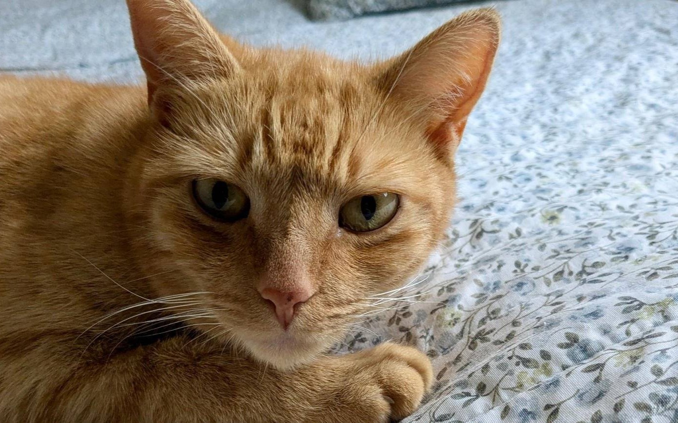 Zaginął Bąbel. Prosimy o pomoc w poszukiwaniach – FOTO