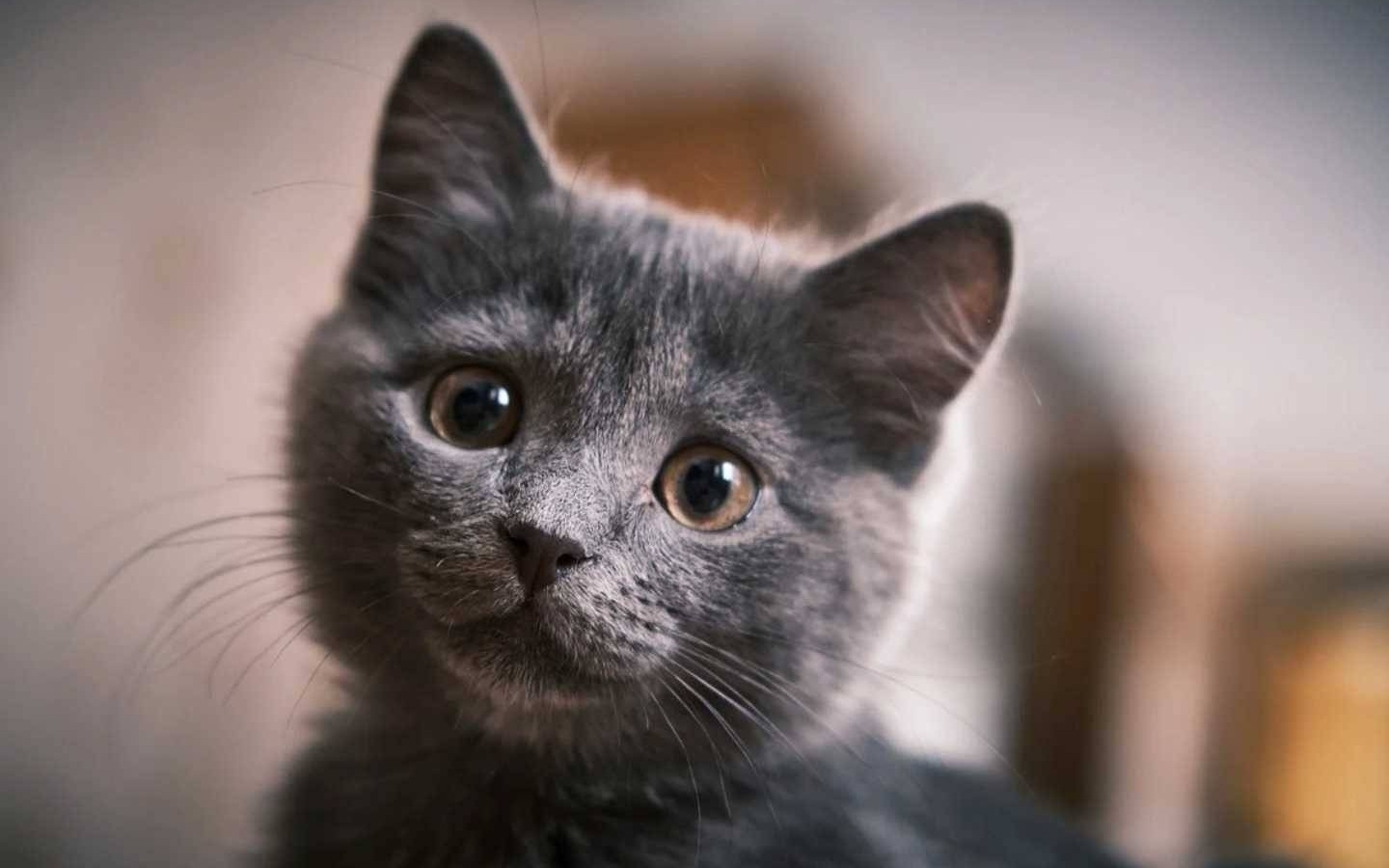 Kot włamywacz narobił rabanu w piwnicy