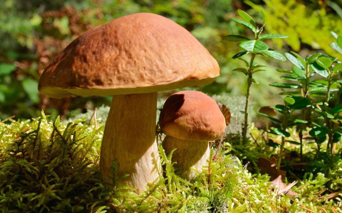 Grzyby, superbohaterowie z kapeluszami zamiast peleryn – FILM