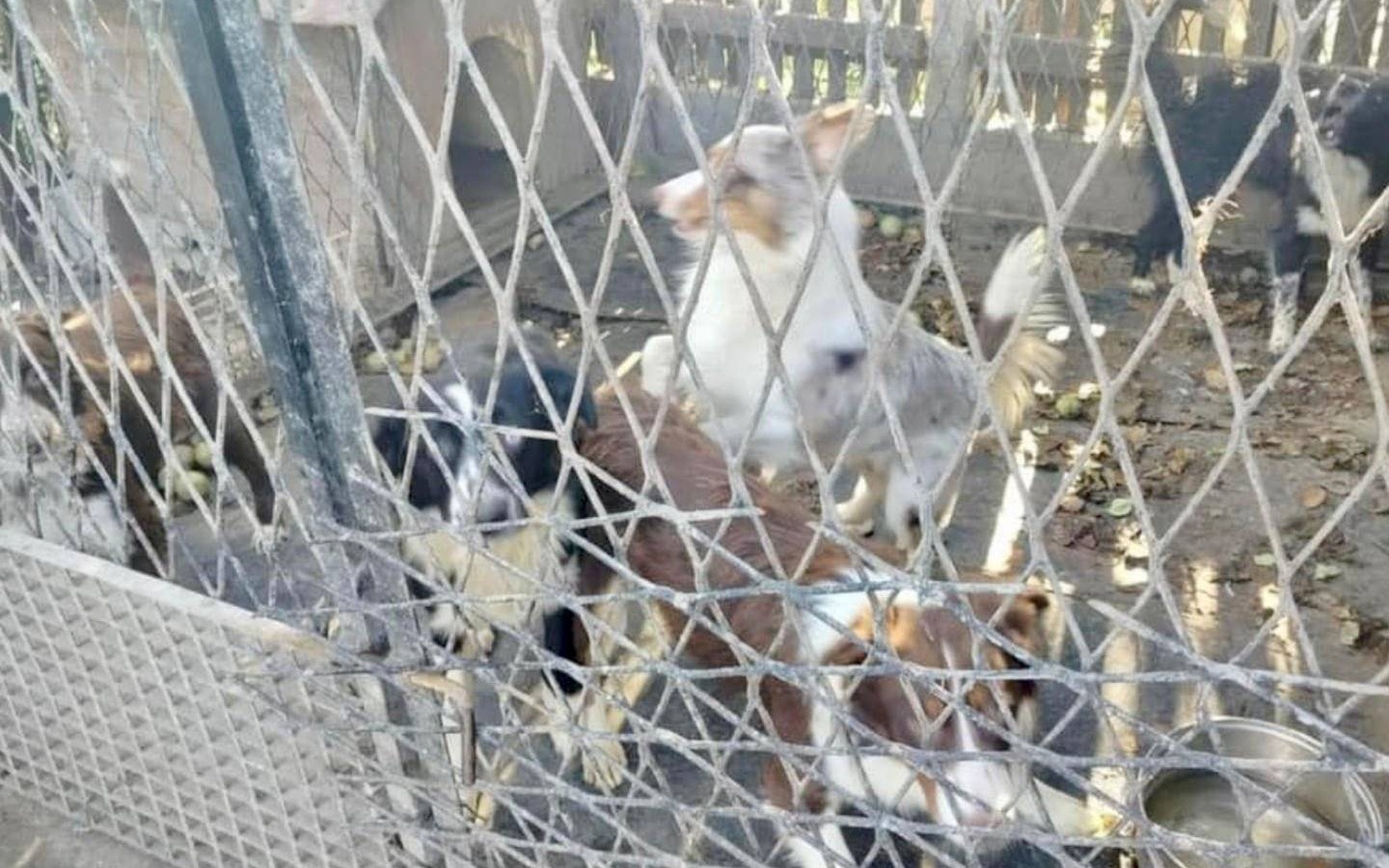 Animalsi apelują o domy tymczasowe dla trzech psów w potrzebie