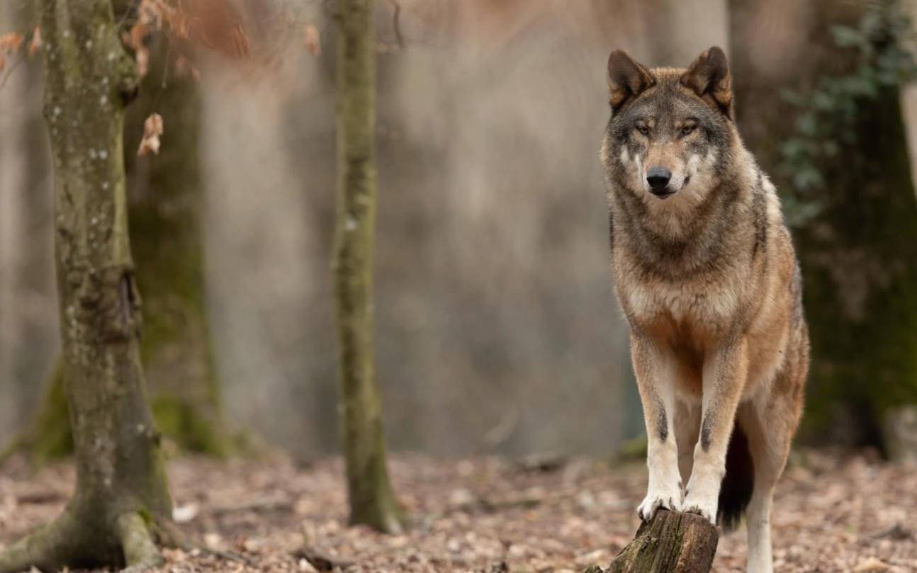 Myśliwi dostrzegli i uwiecznili wilka w grojeckim lesie – FILM