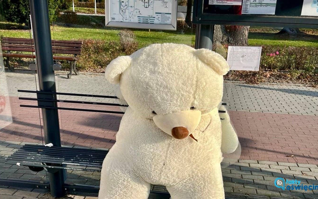 Miś polarny chce na biegun północny – FILM