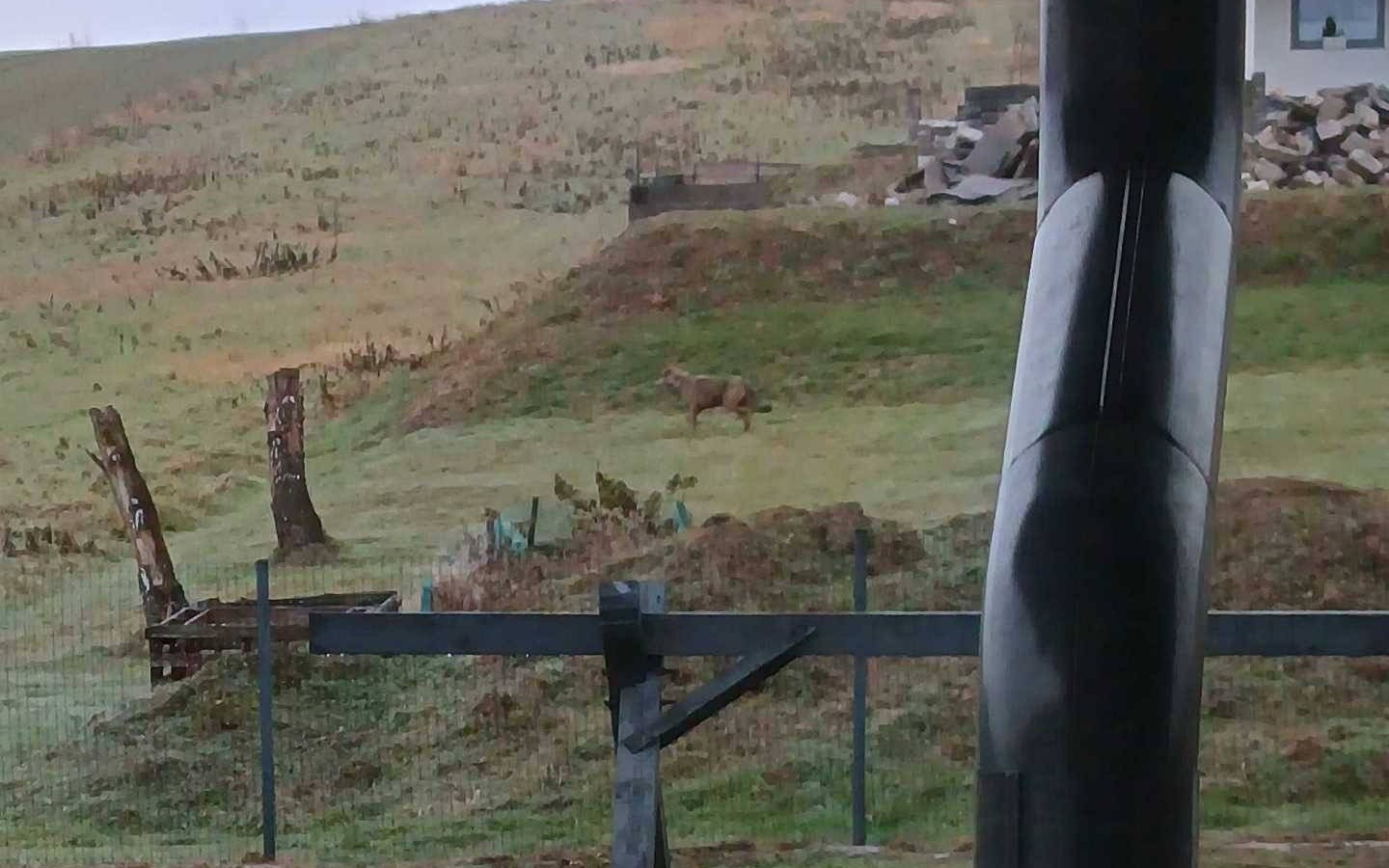 Czytelniczka ostrzega przed wilkiem w Grojcu – FOTO